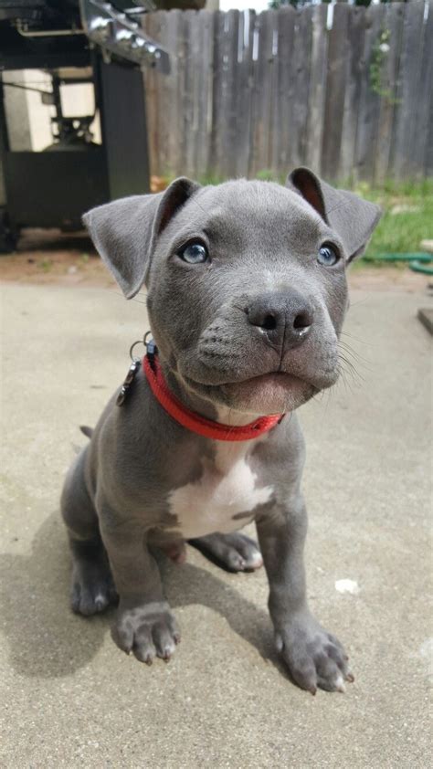Blue Nose Pit Puppy Pitbull Art Pit Puppies Puppies