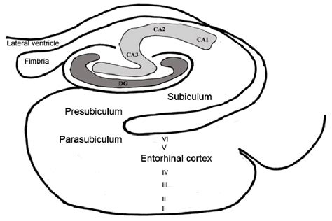 Structures Of The Human Hippocampal Formation Download Scientific Diagram