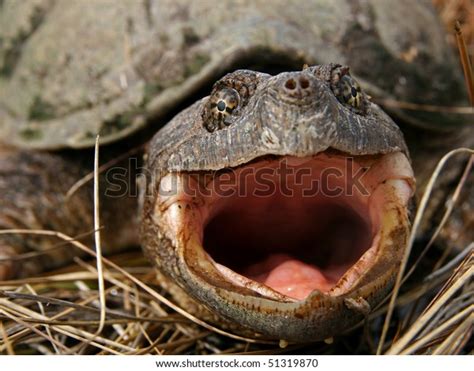 Adult Female Common Snapping Turtle Stock Photo 51319870 Shutterstock