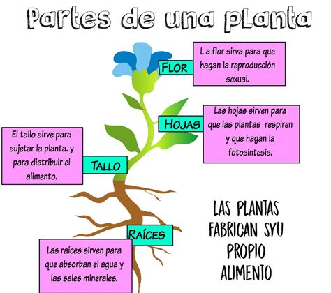 Cosas De Niños Partes De La Planta