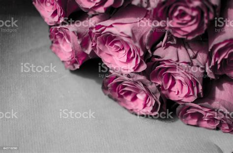 Big Red Rose Background Flower Petal Texture Stock Photo Download