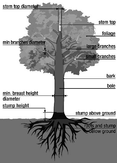 Partition Of A Tree Into Elements Download Scientific Diagram