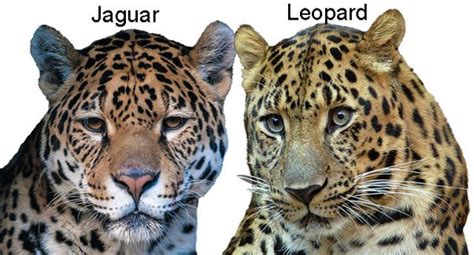 Diferencias Entre Un Leopardo Un Jaguar Un Guepardo Y Una Pantera