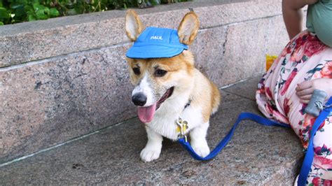 Customizable Hats Protect Your Pup From The Summer Sun