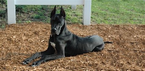 Types of food for great danes as with any other breed, there are different types of food you can feed a great dane. Top 5 Best Dog Foods for Great Danes? | Daily Dog Stuff
