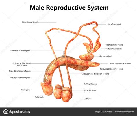 Sistema Reproductivo Masculino Con Etiquetas Anatom A Fotograf A De