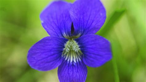 Power Flowers New Jersey State Violet