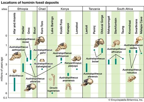 Human Evolution Hominin Habitats Adaptations Britannica