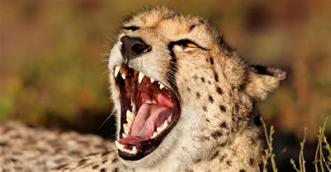 What do Cheetahs Eat?