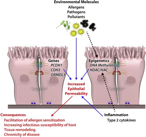 Epithelial Barriers In Allergy And Asthma Journal Of Allergy And