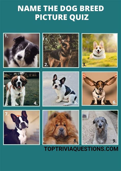 80 Dog Quiz Questions And Answers Picture Quiz Top Trivia Questions