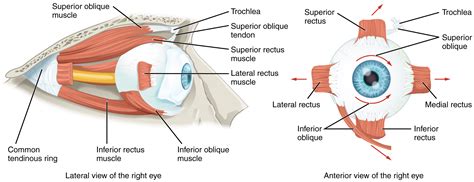 Extraocular Muscles Basic And Clinical Anatomy Lecturio