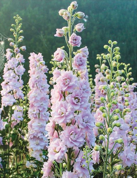 Dowdeswell Delphiniums Pink Blush Tesselaar Garden Landscaping