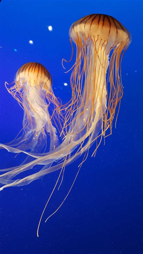 Free Images Underwater Jellyfish Blue Yellow Invertebrate