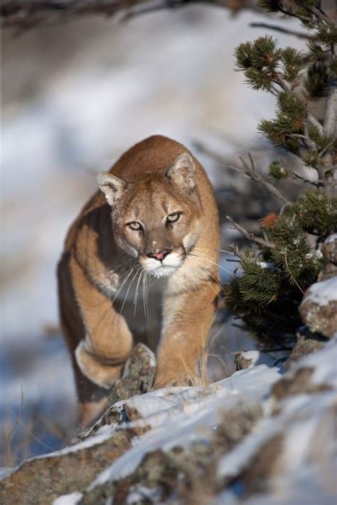 Mountain Lion Cougars Pinterest