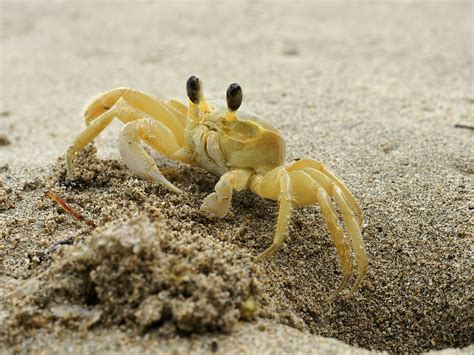 Ghost Crabs: Characteristics, anatomy and habitat