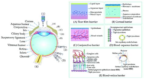 Structures Of The Eye Routes Of Drug Delivery To The Eye And Ocular