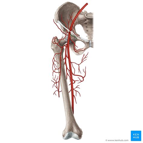 Arteria Femoralis