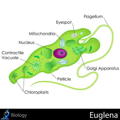 Structure Of A Euglena Anatomy Of A Euglena Euglena F