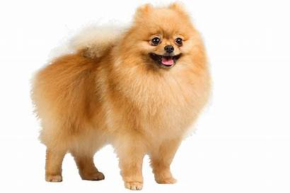 Dog Dogs Pomeranian Puppy Transparent Clipart Breed