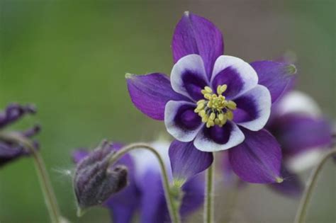 30 Most Beautiful Purple Flowers In The World Hd