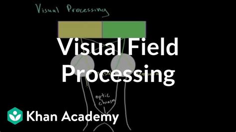 Visual Field Processing Processing The Environment Mcat Khan