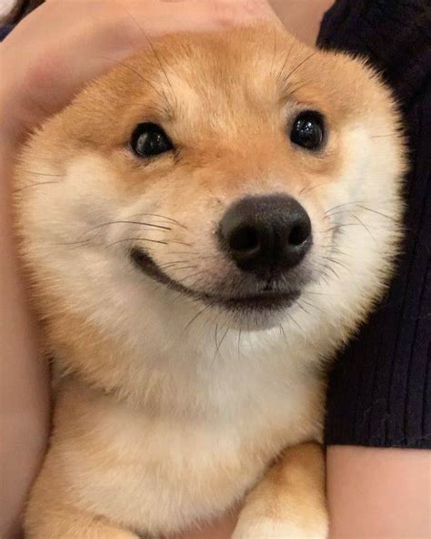 Cute Shiba Inu That Smiles All The Time Barnorama