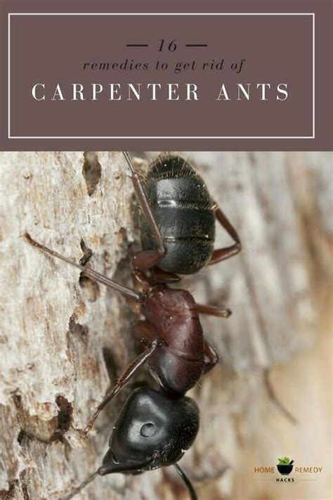 Maybe you would like to learn more about one of these? 16 Home Remedies to Get Rid Of Carpenter Ants | Carpenter ant, Ants