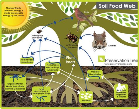 During composting, microorganisms use the organic matter as a food source, producing heat, carbon dioxide, water How Does the Soil Food Web Benefit Trees? - Blog (With ...