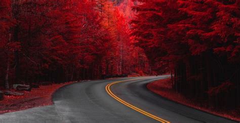 Desktop Wallpaper Road Through Pine Trees Red Hd Image Picture