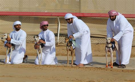 Traditional Races Of Arabian Pure Bred Salukis In Abu Dhabi