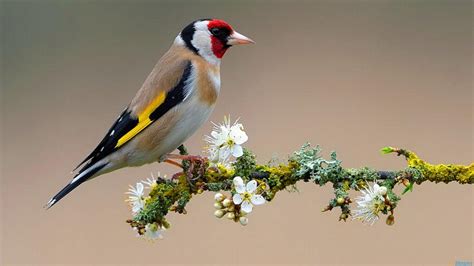 Red Brown Black Yellow Bird On Flowering Branch Hd Animals Wallpapers