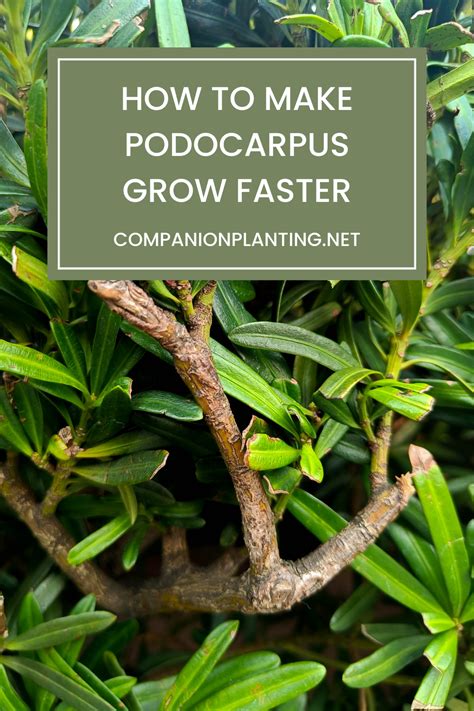 How To Make Podocarpus Grow Faster And Thicker In 2023 Companion