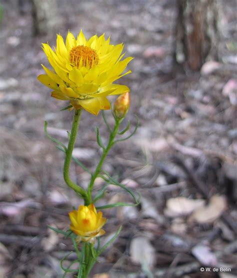 These little yellow sticky things seem to work pretty well. Sydney's Wildflowers and Native Plants: Xerochrysum ...