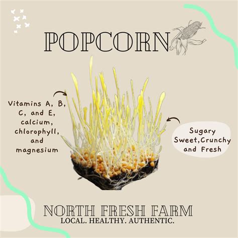 Popcorn Microgreen Seeds North Fresh Farm