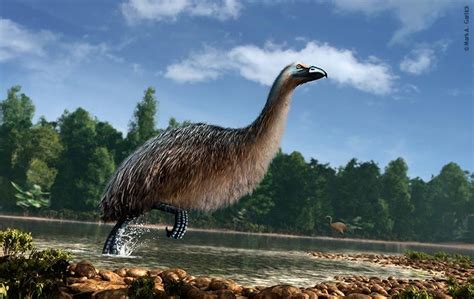 Life Restoration Of The Extinct Giant Moa Dinornis From New Zealand