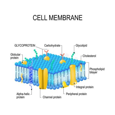 Cell Membrane A Detailed Diagram Models Of Membrane Structure