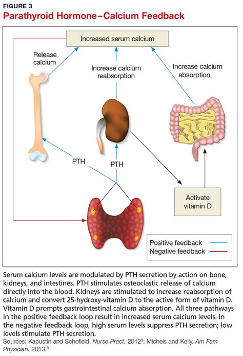 Primary Hyperparathyroidism A Case Based Review Clinician Reviews
