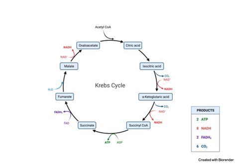 Krebs Cycle Definition Diagram Steps And Mechanism I Notesbard