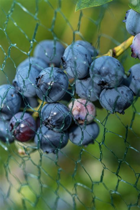 How To Plant Blueberry Bushes Grow Your Own Fresh Berries At Home