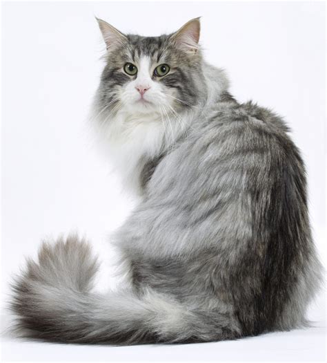 6 Most Beautiful Grey Cat Breeds That You Will Like Disk