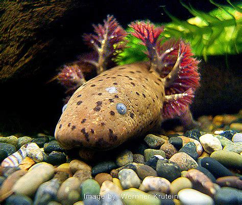 Amazing Mexican Axolotl Mexican Axolotl Facts Photos