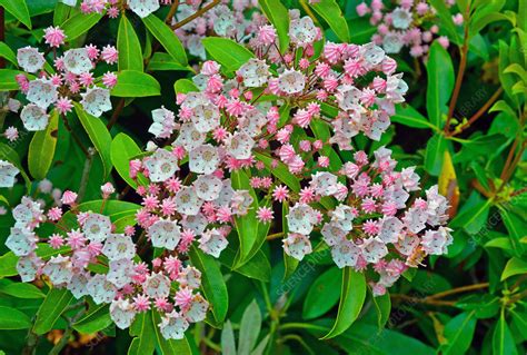 Mountain Laurel Stock Image F0318948 Science Photo Library