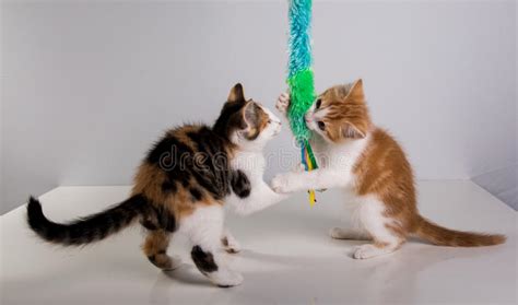 Two Cute Little Kittens Playing Stock Photo Image Of Baby Sweet