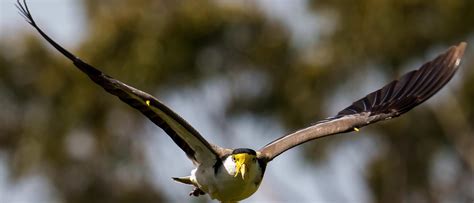 Extended Plover Swooping Season In Mackays Northern Beaches Explained