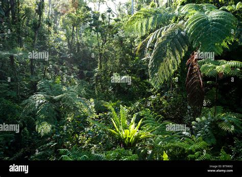 Taveuni Rainforest Fiji Islands Stock Photo Alamy