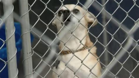 Almost Home Animal Shelter In Southfield Faces Uncertain Future Youtube