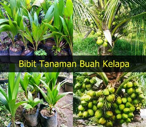 Bibit Tanaman Kelapa Pusat Pembibitan Dan Penjualan Bibit Flickr