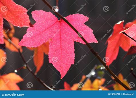 Pink Fall Leaf On Maple Tree Close Up Nature Patterns Texture Stock