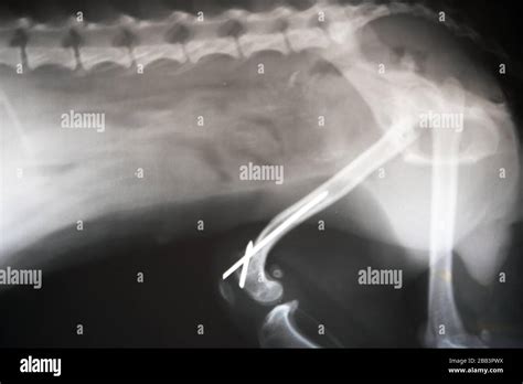 X Ray Film Of Dog Lateral View Veterinary Medicine Veterinary Anatomy